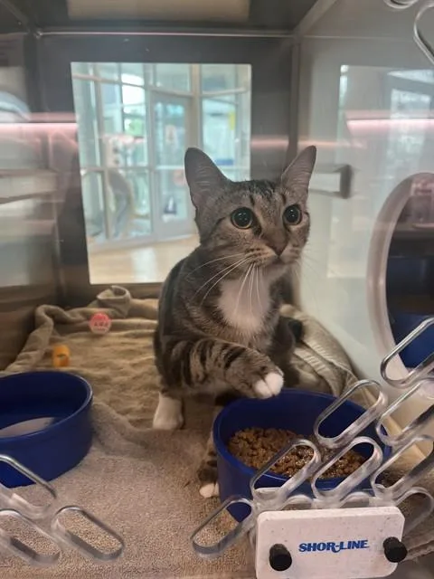 A young small-sized female Domestic Short Hair cat named Jane Pawsten for adoption in Pearland, TX
