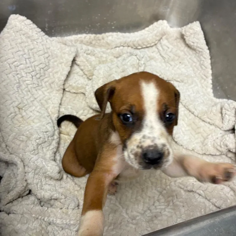 A baby small-sized male Hound dog named Pudding for adoption in Birmingham, AL