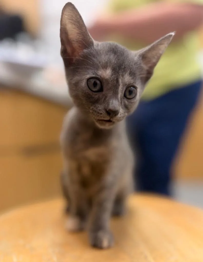 A baby small-sized female Domestic Short Hair cat named Tammy for adoption in Hartsville, SC