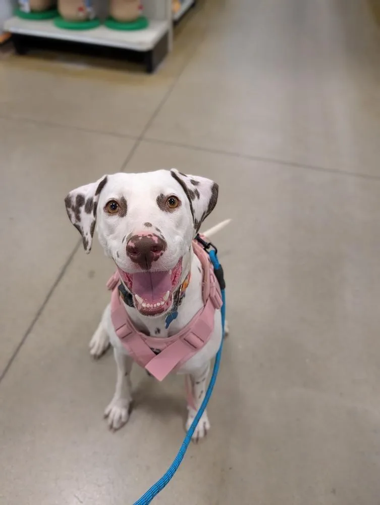 An adult medium-sized female Tricolor (Brown, Black, & White) Dalmatian dog named Pixel Bytes for adoption in Waunakee, WI
