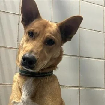 An adult medium-sized female Golden German Shepherd Dog dog named Lisa for adoption in Hagerstown, MD