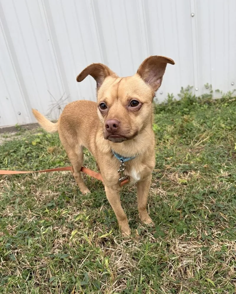 An adult small-sized male Brown / Chocolate Chihuahua dog named Seth for adoption in Fremont, NE