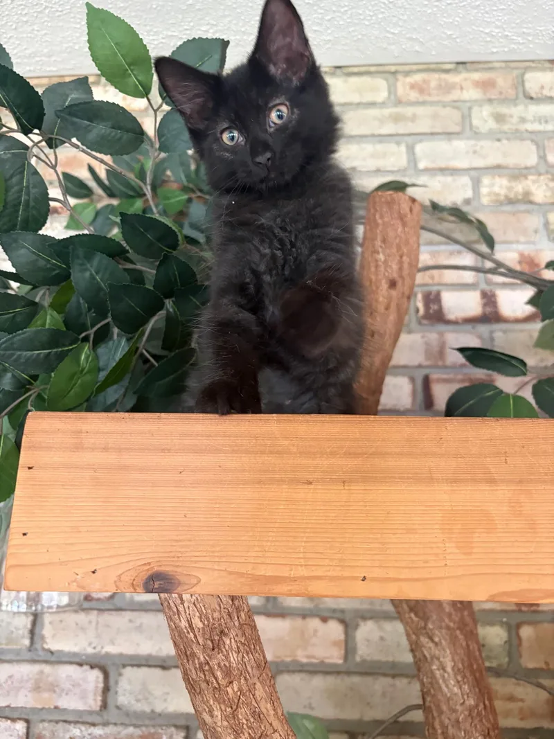 A baby medium-sized female Black Domestic Short Hair cat named Mrs. "Potato" Head for adoption in Karns City, PA