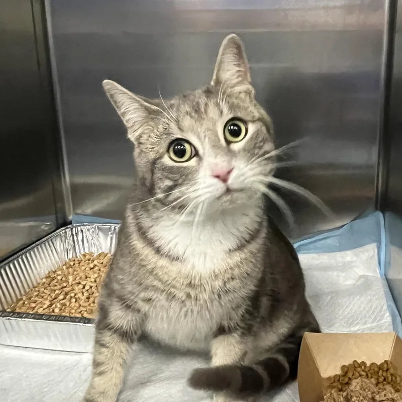 A young medium-sized male Gray / Blue / Silver Domestic Short Hair cat named Batman for adoption in Greensboro, NC