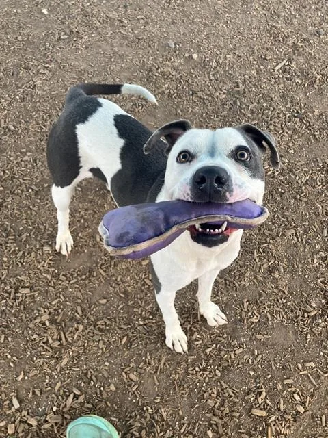 A young medium-sized female Pit Bull Terrier dog named Karma for adoption in Albuquerque, NM