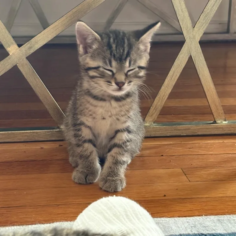 A baby small-sized male Gray / Blue / Silver Domestic Short Hair cat named Georgie for adoption in Normal, IL
