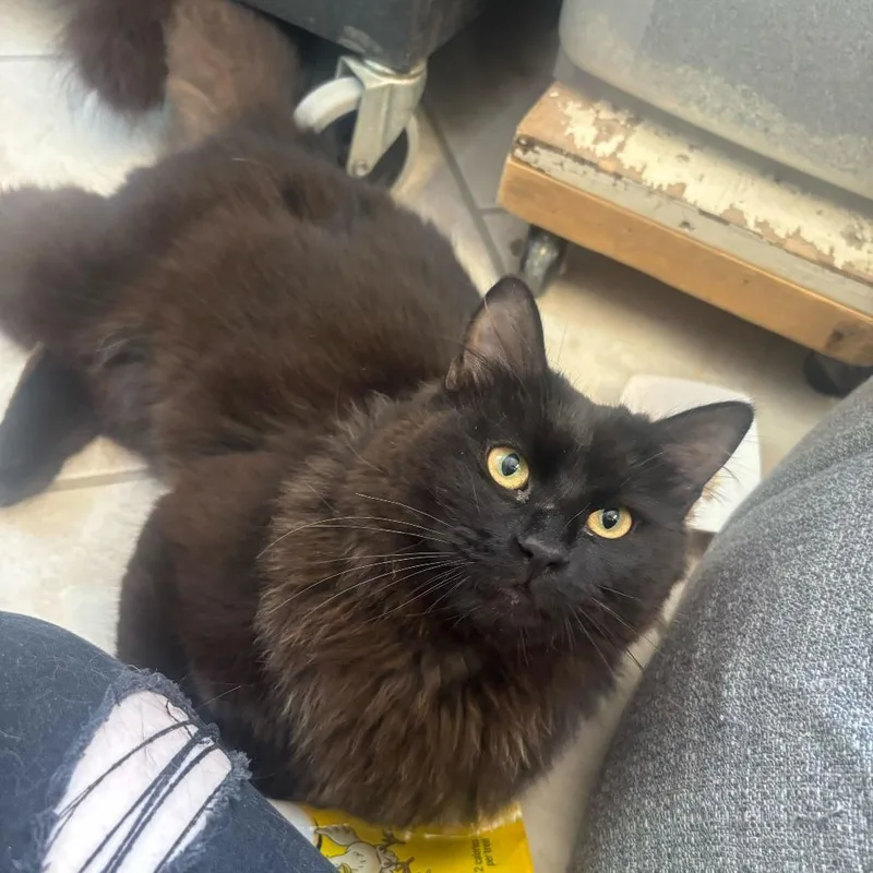 An adult small-sized male Domestic Medium Hair cat named Cheesy Gordita Crunch for adoption in Manchester, NH