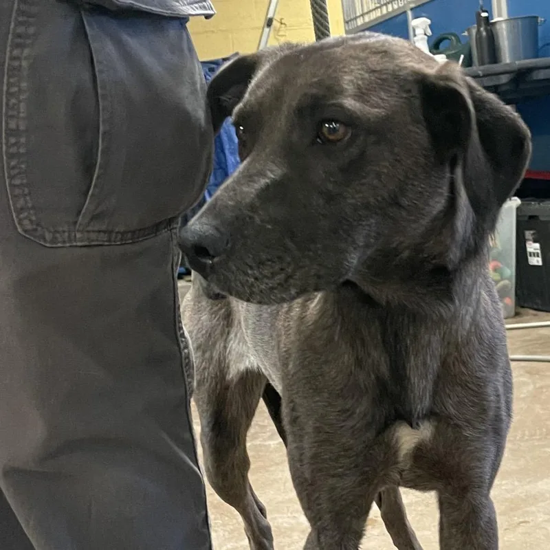 A young medium-sized female Gray / Blue / Silver Plott Hound dog named Sunny for adoption in Flagstaff, AZ