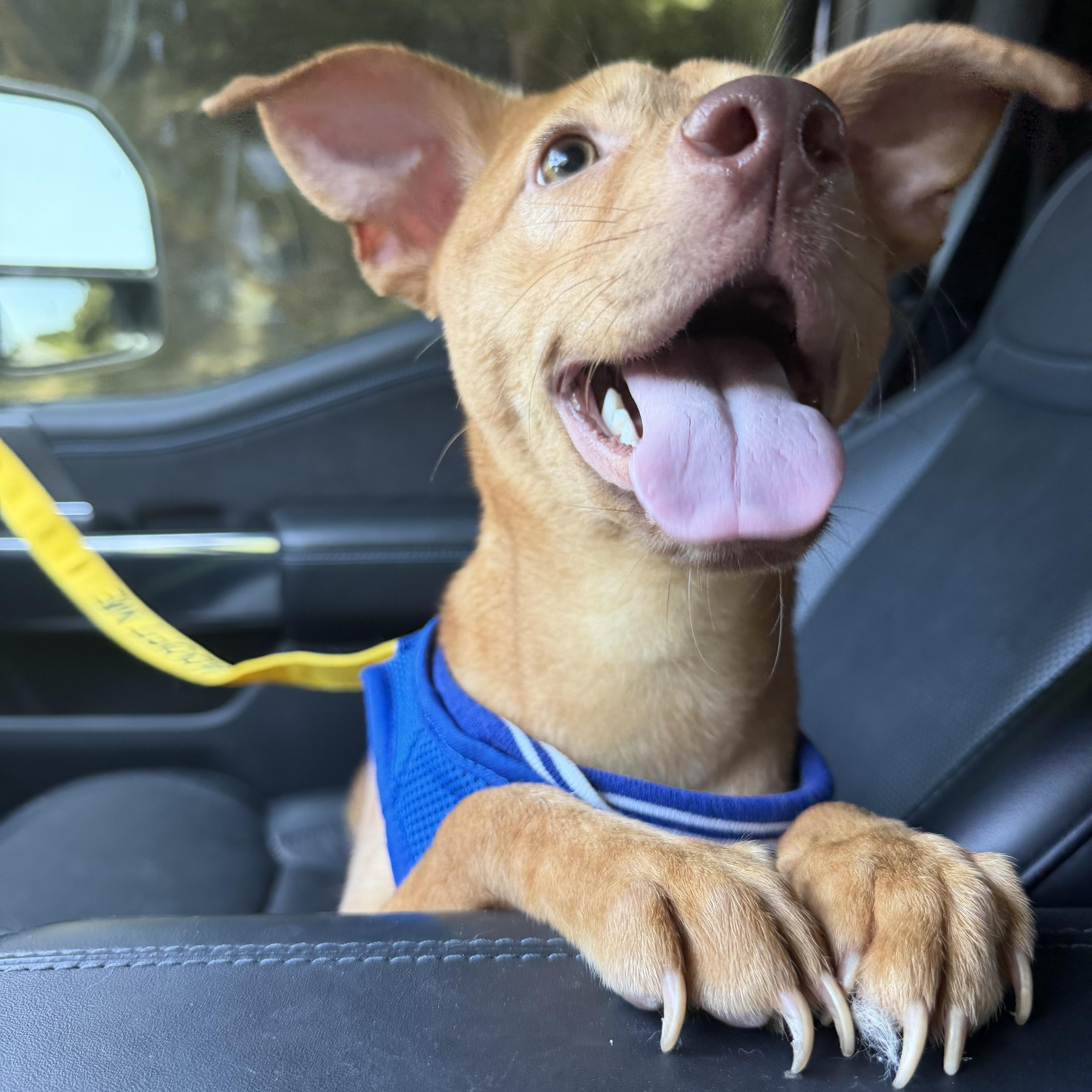 A young small-sized male Feist dog named Copper for adoption in Albemarle, NC