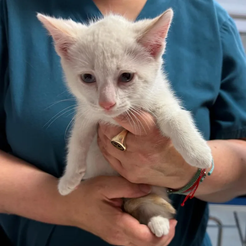 A baby small-sized female Domestic Short Hair cat named Glacier for adoption in Ewing, NJ