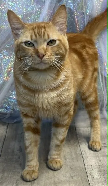 A young small-sized male Domestic Short Hair cat named Mustard for adoption in Shreveport, LA
