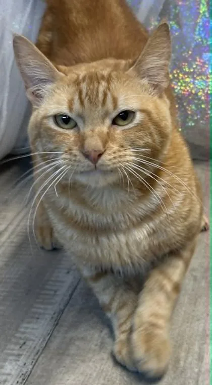 Mustard thumbnail 2