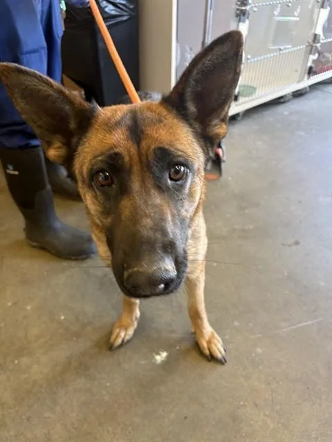 A young medium-sized female German Shepherd Dog dog named Mindy for adoption in Ontario, CA