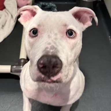 Krypto