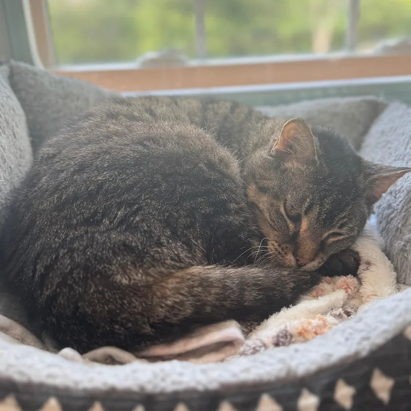 A senior medium-sized female Brown / Chocolate Domestic Short Hair cat named Jetta for adoption in Saint Charles, MO