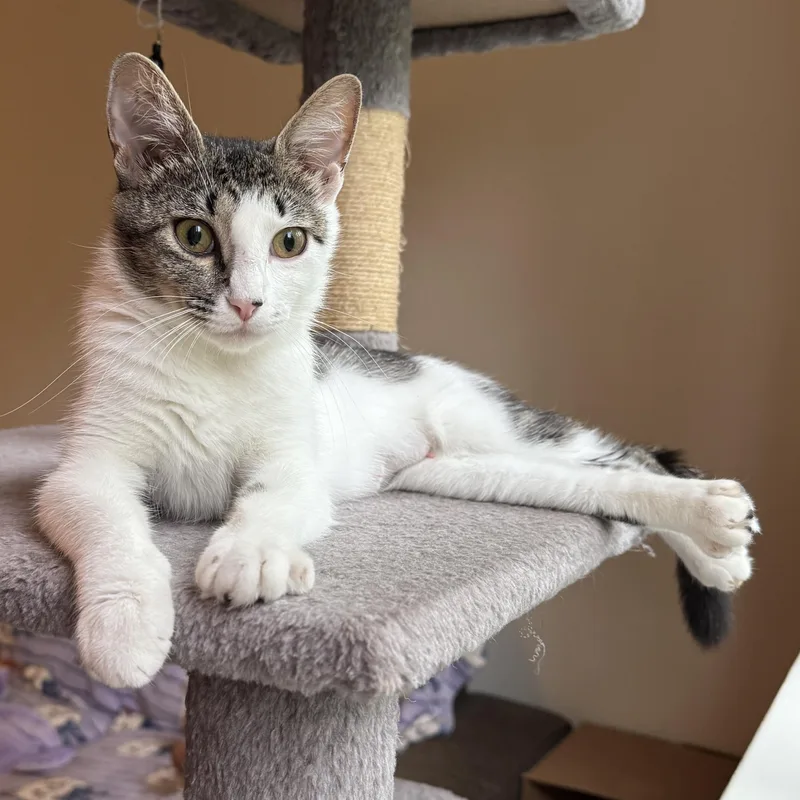 A young medium-sized female Tabby (Gray / Blue / Silver) Tabby cat named Kendra for adoption in Hyattsville, MD
