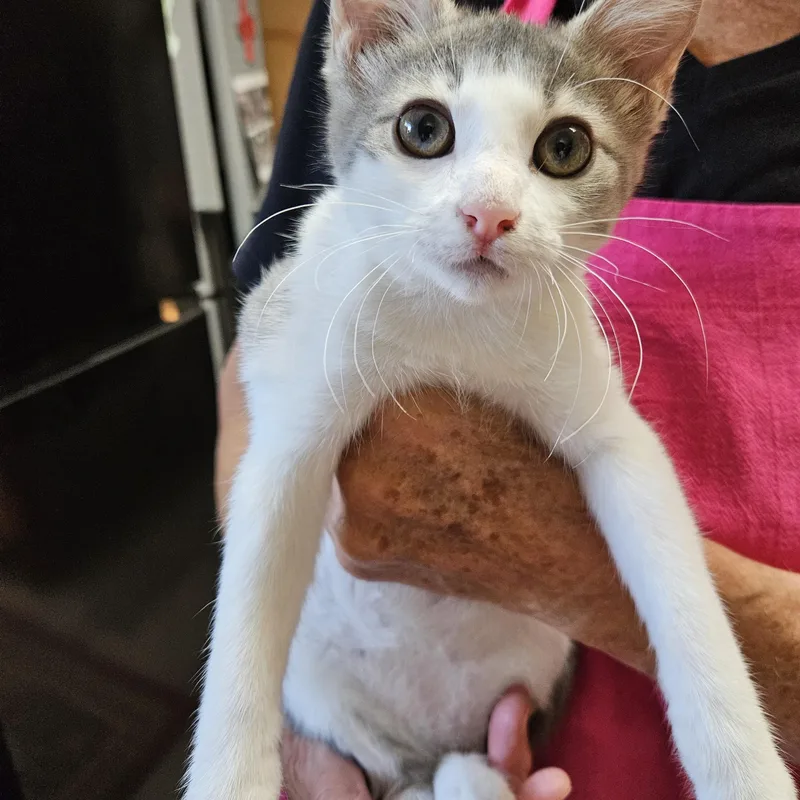 A young medium-sized male Domestic Short Hair cat named Pablo Poblano for adoption in Alpine, TX