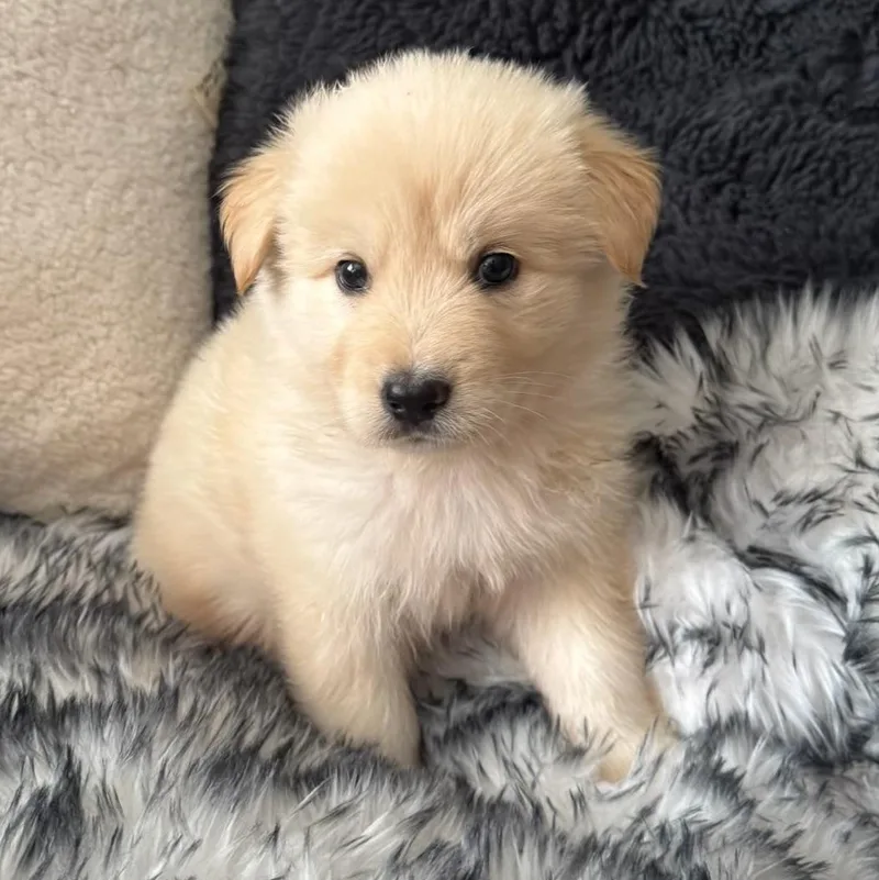 A baby extra large-sized male White / Cream Shepherd dog named Cletus for adoption in North Freedom, WI