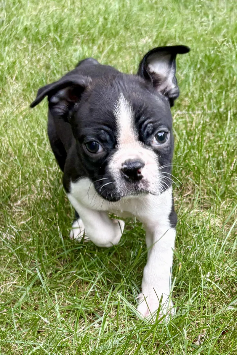 A baby small-sized male Black Boston Terrier dog named Chase for adoption in Chesterfield, MI