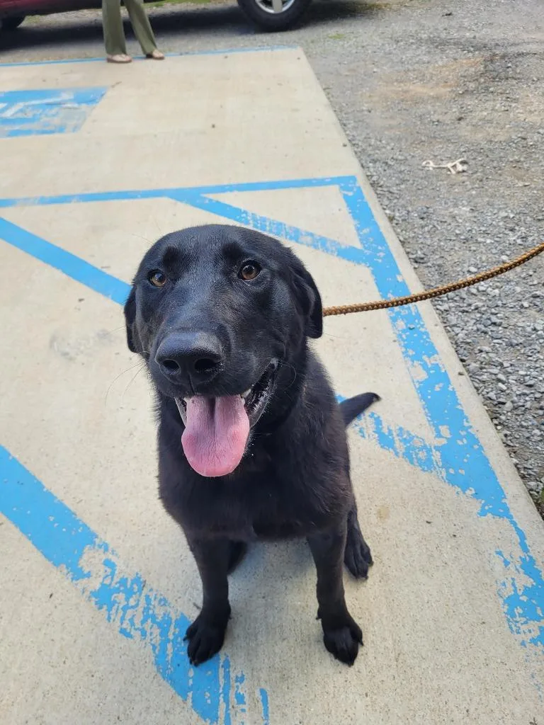 A young large-sized male Labrador Retriever dog named Striker for adoption in Lawrenceburg, TN