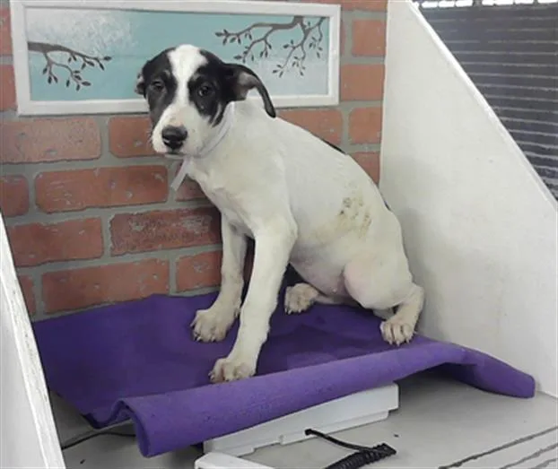 A baby small-sized female Labrador Retriever dog named Adina for adoption in Houston, TX