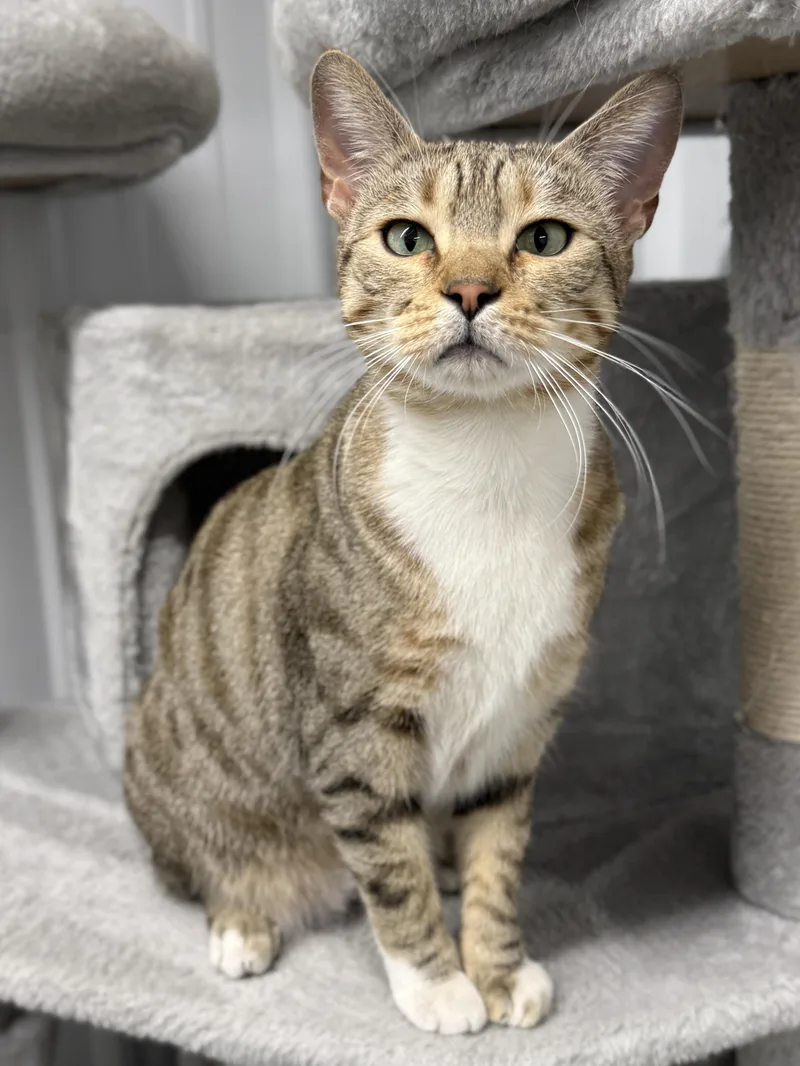 Strawberry thumbnail 2