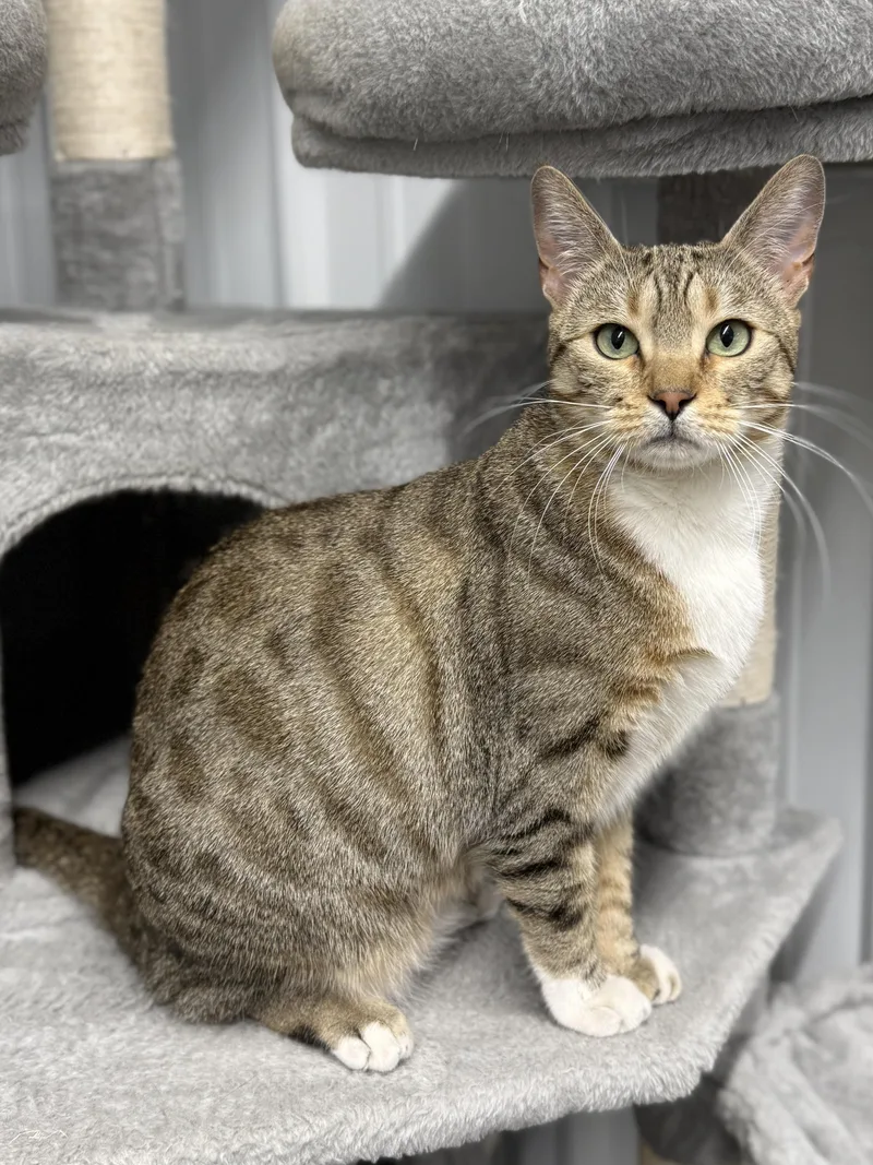 An adult medium-sized female Tabby (Leopard / Spotted) Domestic Short Hair cat named Strawberry for adoption in Wautoma, WI
