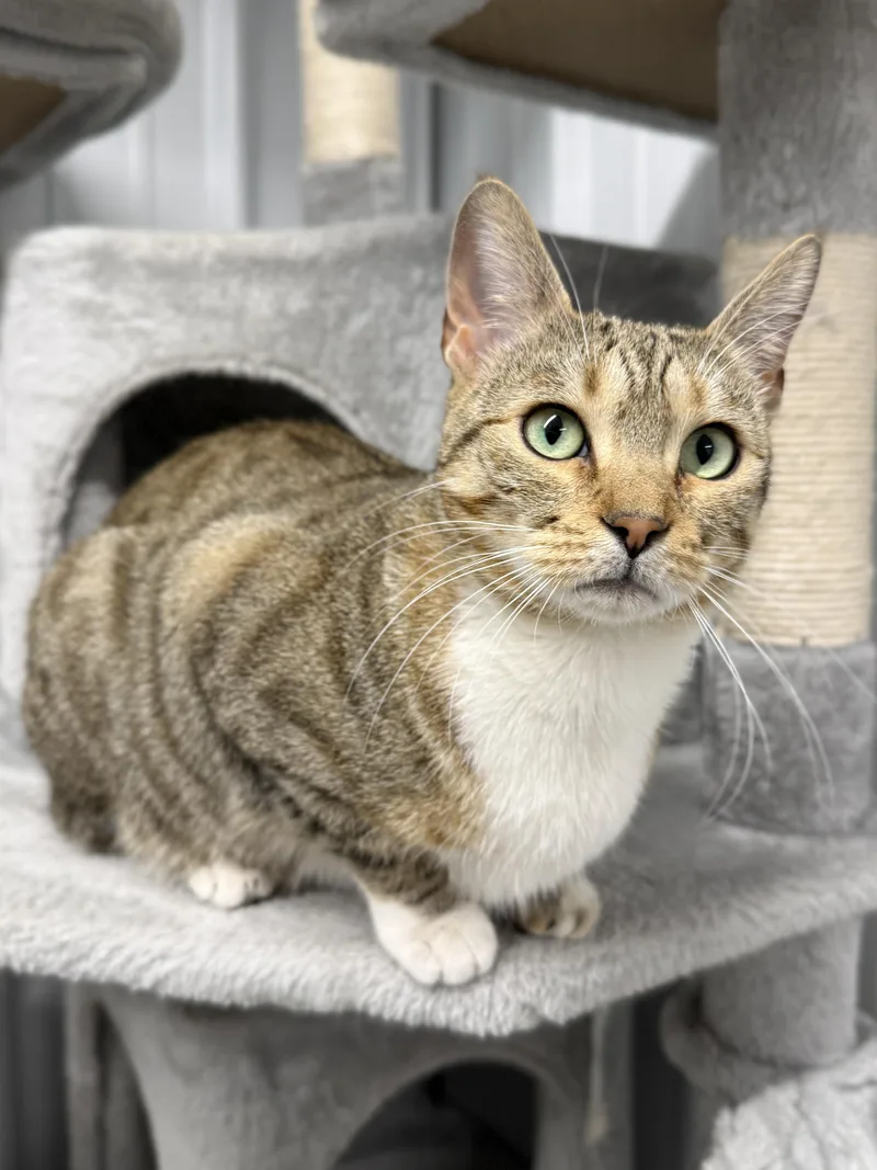 Strawberry thumbnail 3