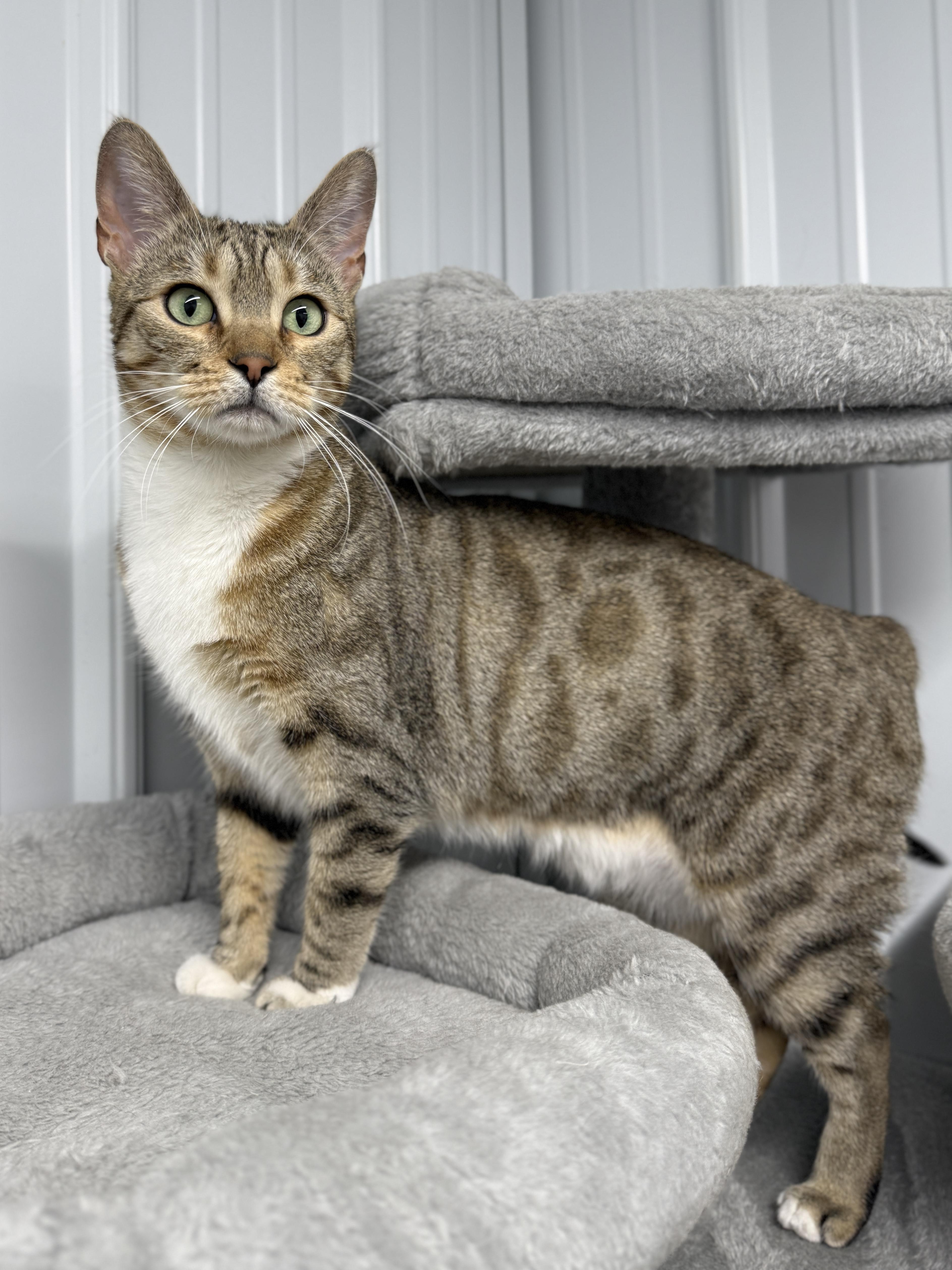 Strawberry thumbnail 4