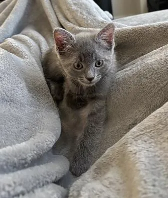 A baby medium-sized male Domestic Short Hair cat named Dennis for adoption in Nashville, TN