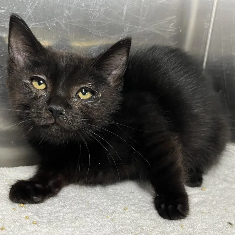 A baby small-sized male Black Domestic Short Hair cat named Count for adoption in Palm Springs, CA
