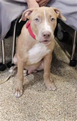 A young medium-sized male Pit Bull Terrier dog named Chavez for adoption in Los Angeles, CA