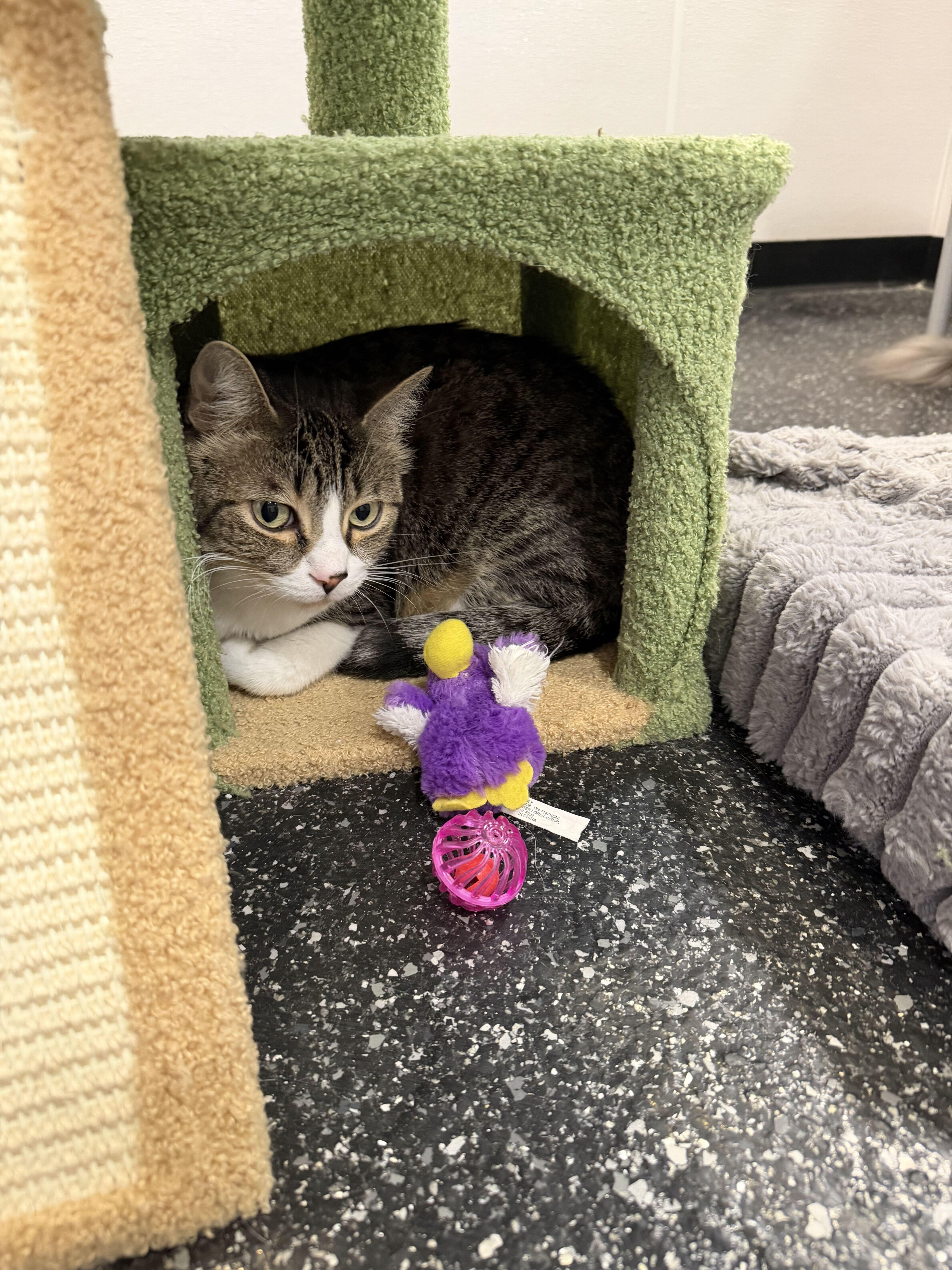 An adult medium-sized female Gray & White Domestic Short Hair cat named Lily and Lenny for adoption in Waltham, MA