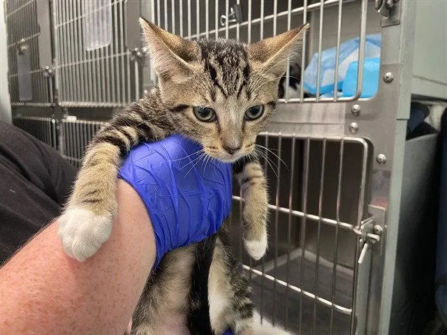 A baby small-sized male Brown / Chocolate Domestic Short Hair cat named Fax Machine for adoption in Tavares, FL