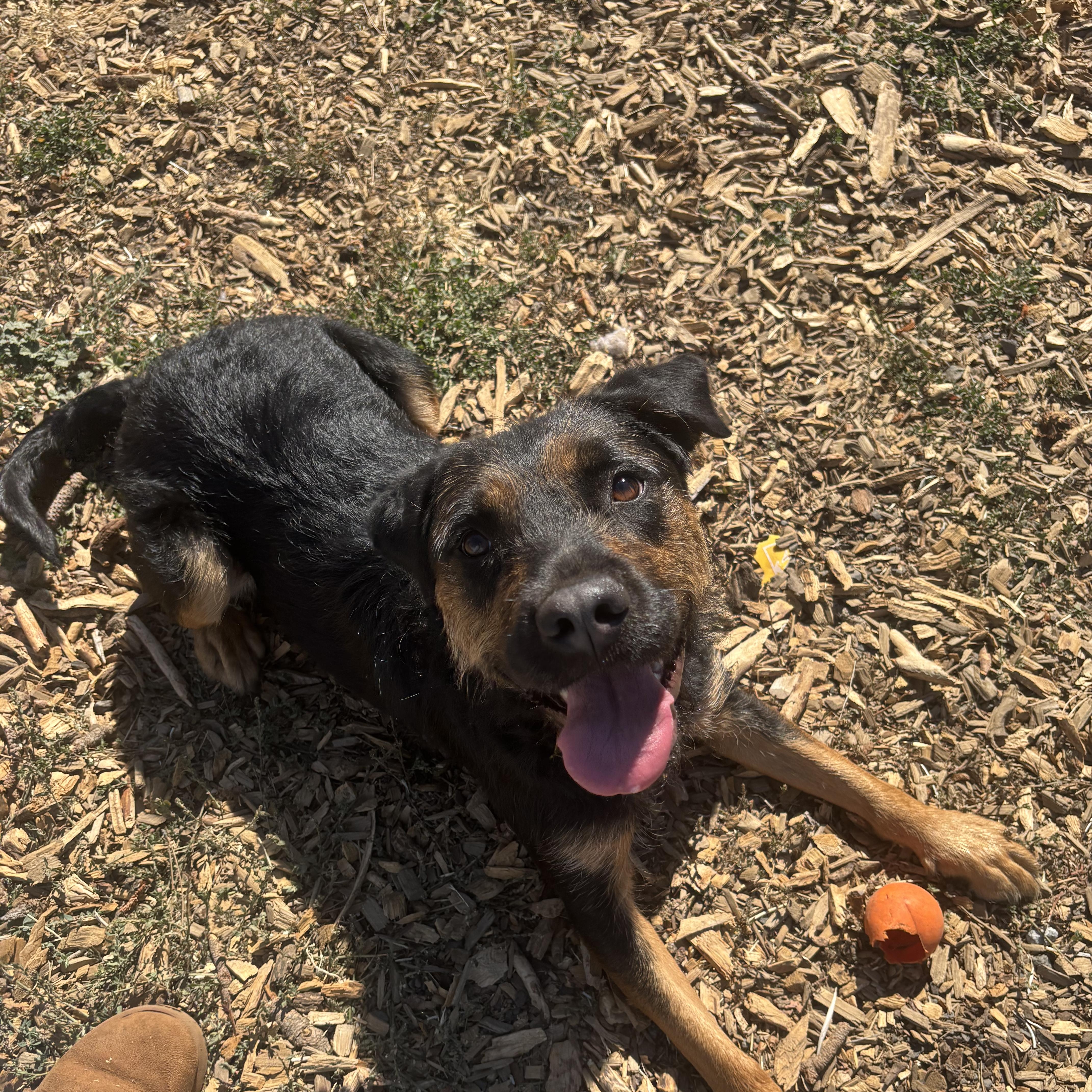 An adult medium-sized female Black Rottweiler dog named Willow for adoption in The Dalles, OR