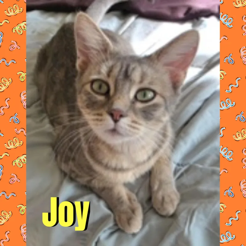 A young medium-sized female Tabby (Gray / Blue / Silver) Domestic Short Hair cat named Joy for adoption in Red Lodge, MT