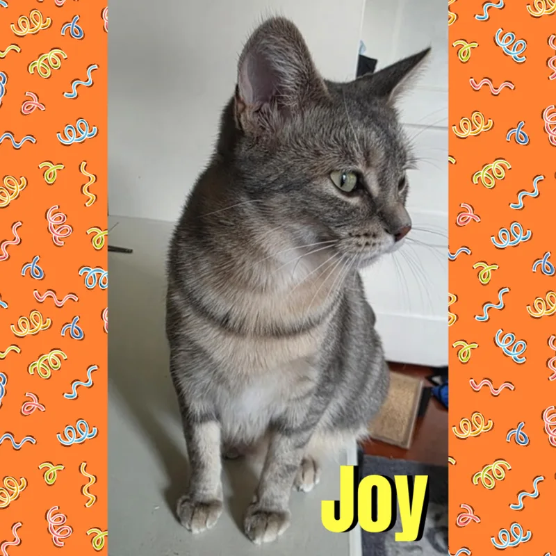 Joy thumbnail 2