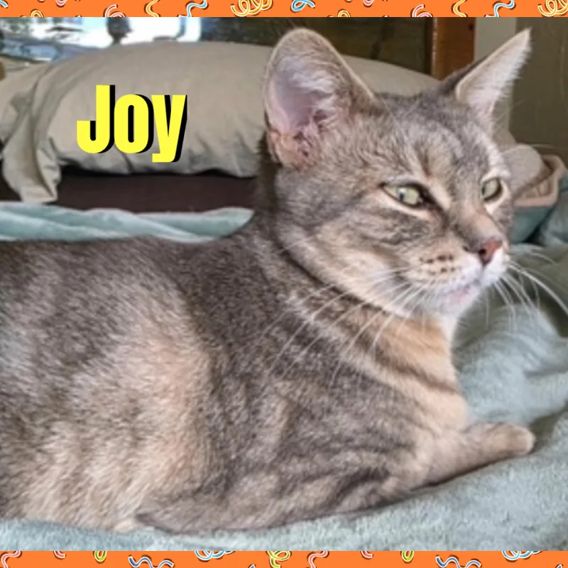 Joy thumbnail 3