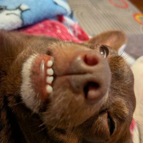 Chico thumbnail 2