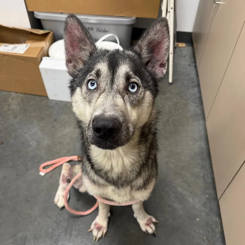 An adult medium-sized female Black Mixed Breed dog named Nala for adoption in Dickinson, TX