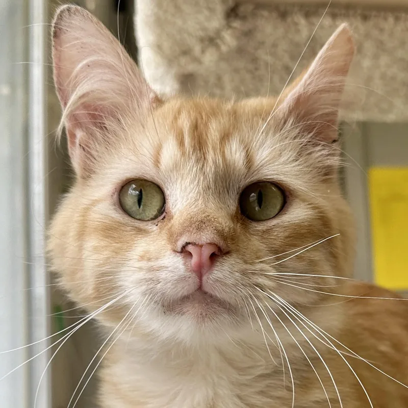 An adult medium-sized male Buff / Tan / Fawn Domestic Short Hair cat named Remy for adoption in Victor, NY