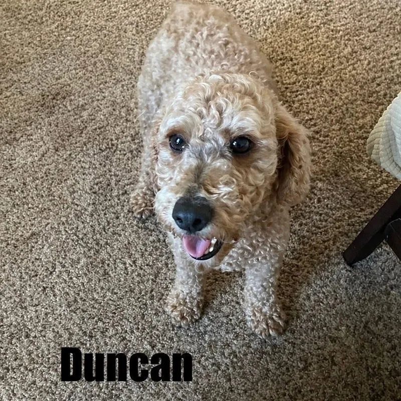 An adult small-sized male Miniature Poodle dog named Duncan for adoption in Schnecksville, PA