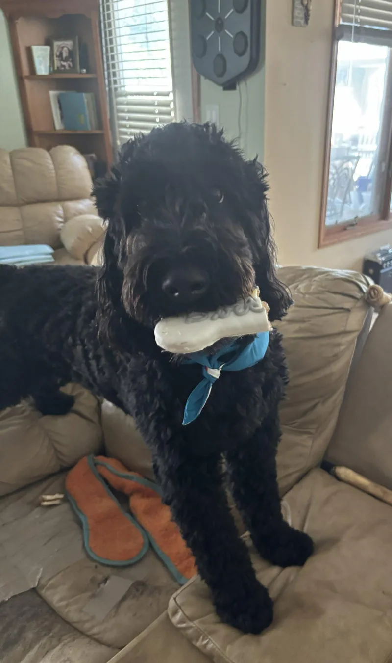 A young medium-sized male Wheaten Terrier dog named Ollie for adoption in Wheaton, IL