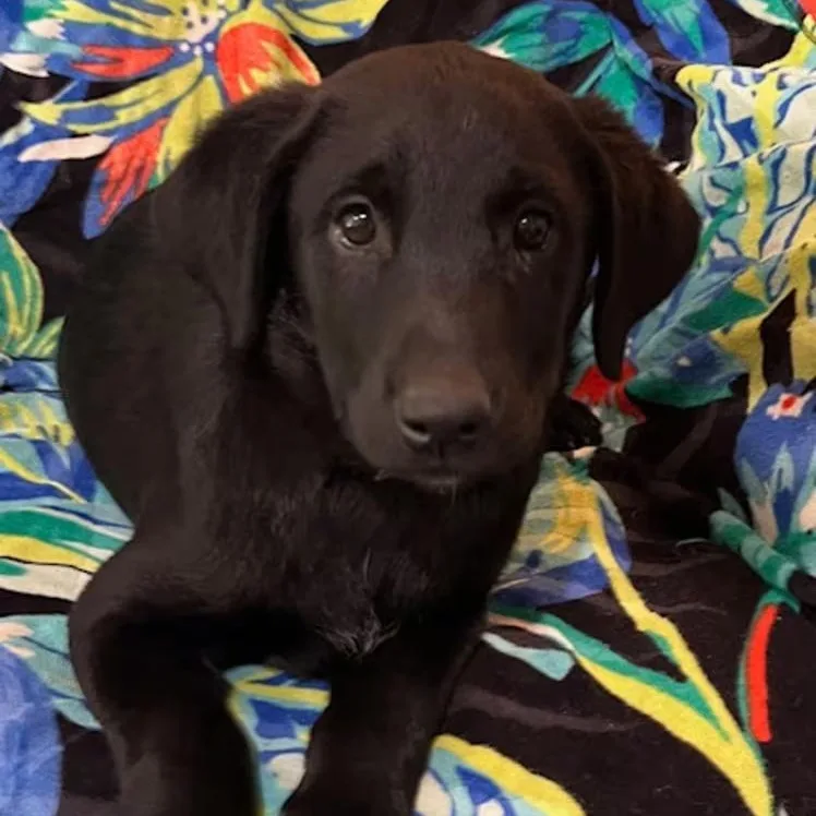 A baby medium-sized male Mixed Breed dog named Blake Shelton for adoption in Nantucket, MA