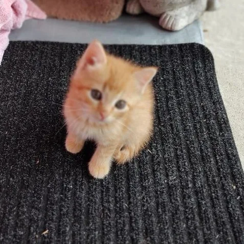 A young small-sized male Orange / Red Domestic Short Hair cat named Darcy for adoption in Tyler, TX