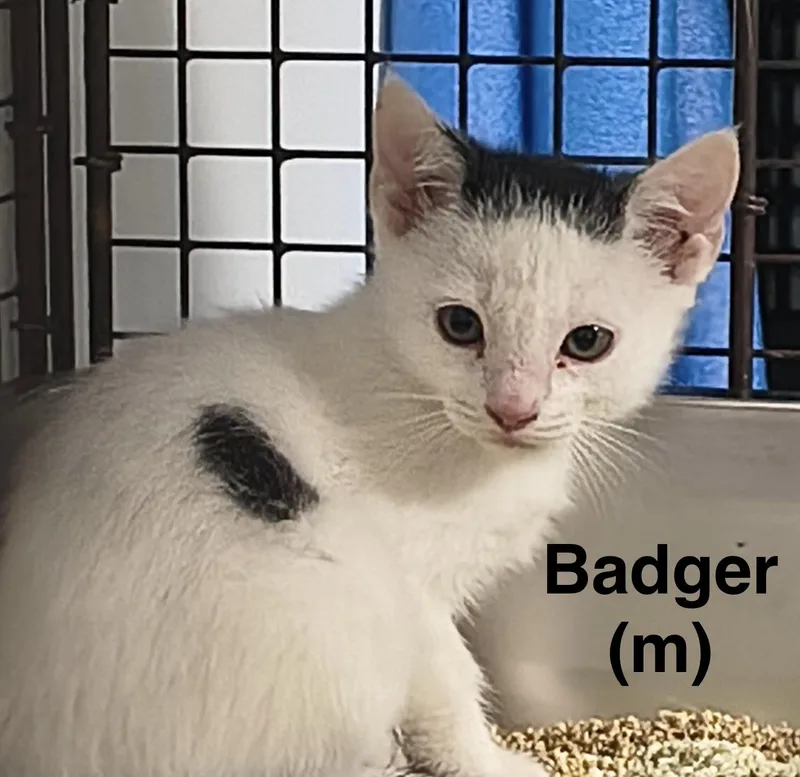 A baby medium-sized male Domestic Short Hair cat named Badger for adoption in Saugerties, NY