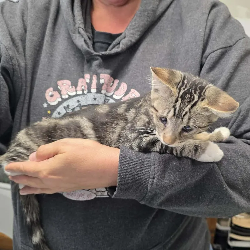 A baby small-sized male Domestic Short Hair cat named Poncho for adoption in Willows, CA