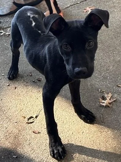 A baby medium-sized male Black Labrador Retriever dog named Colt for adoption in fort worth, TX