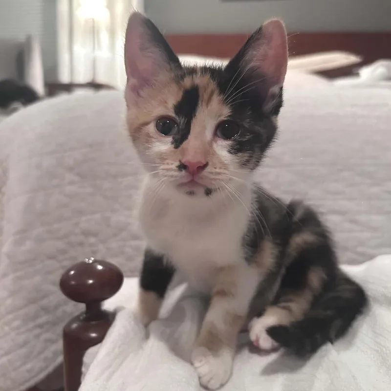A baby small-sized female Calico Domestic Short Hair cat named Reese's Pieces for adoption in West Olive, MI