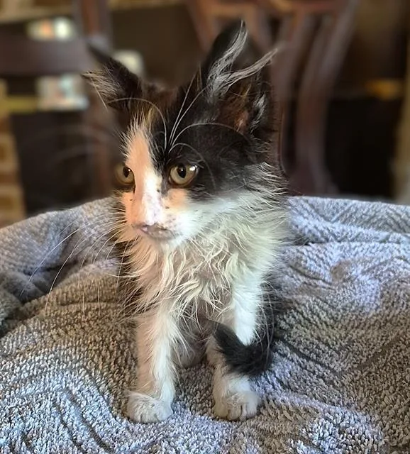 A baby small-sized male Domestic Short Hair cat named Sylvester for adoption in Sacramento, CA